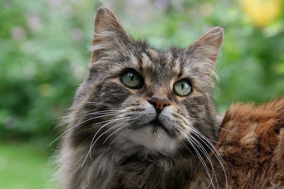 Maine Coone Katze Steckbrief Tierisch Verliebtde