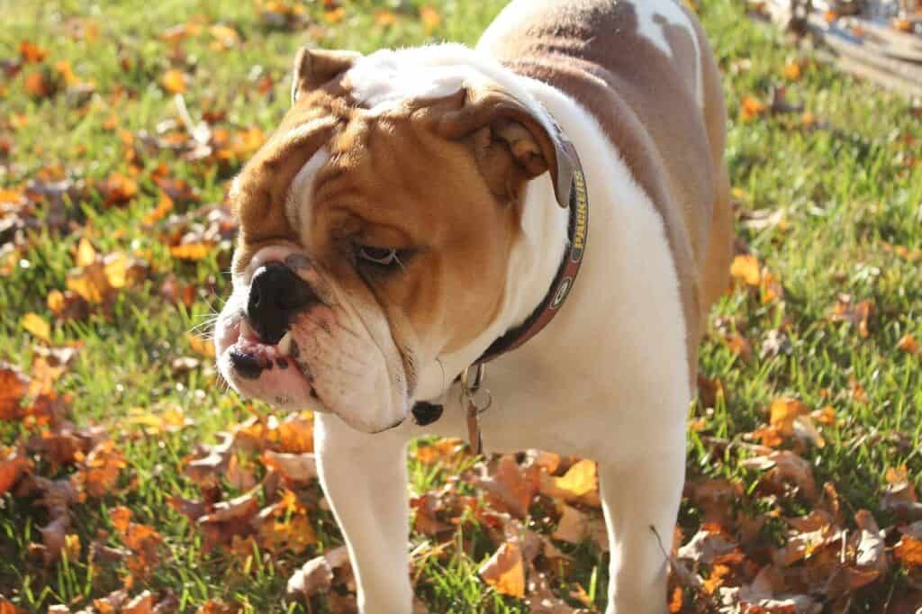 Englische Bulldogge