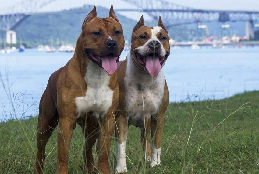 Französische Bulldogge: „Kampfhund“ als beliebtes Familienmitglied