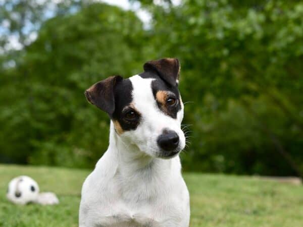 Jack Russel Terrier - ein Familienhund