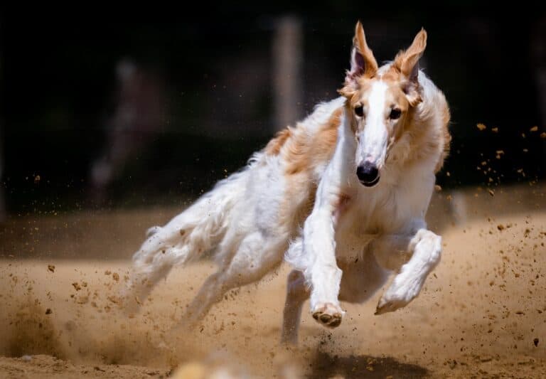 windhunde