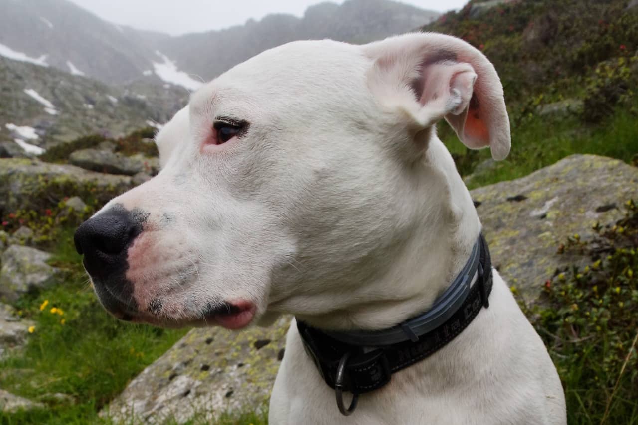 Dogo Argentino: Tipps zur Haltung und Erziehung, Ernährung und Pflege