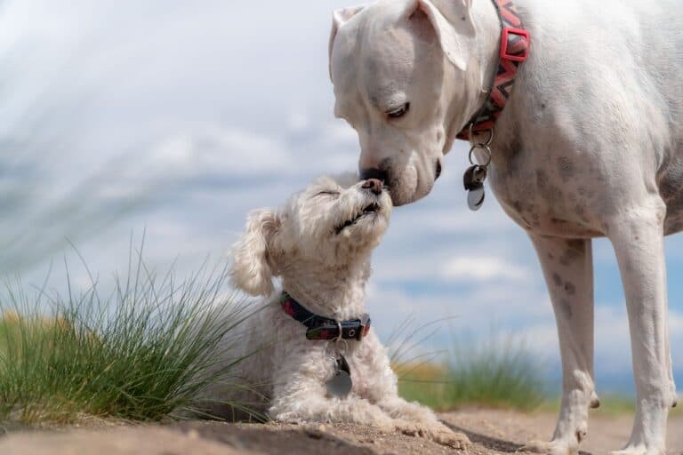 Erfolgreiche Hundesozialisation
